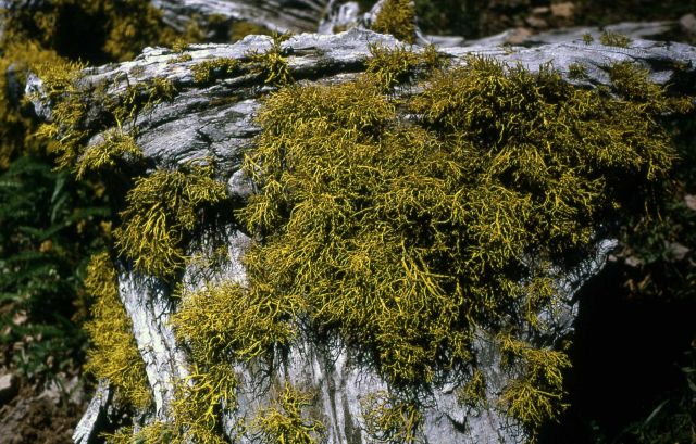 Lichen on a log Picture