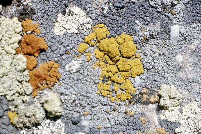 Lichen Picture