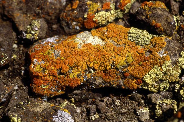 Orange & green lichen Picture