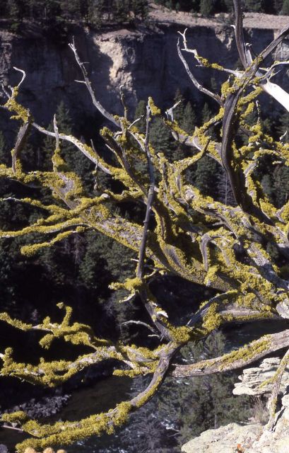 Lichen on uprooted tree in Black Canyon Picture
