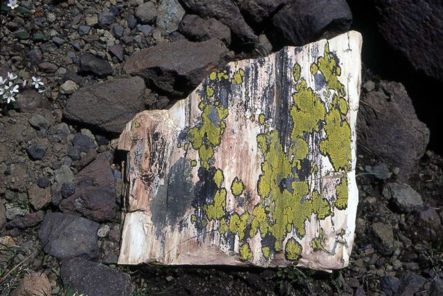 Lichen at Cache Creek Picture