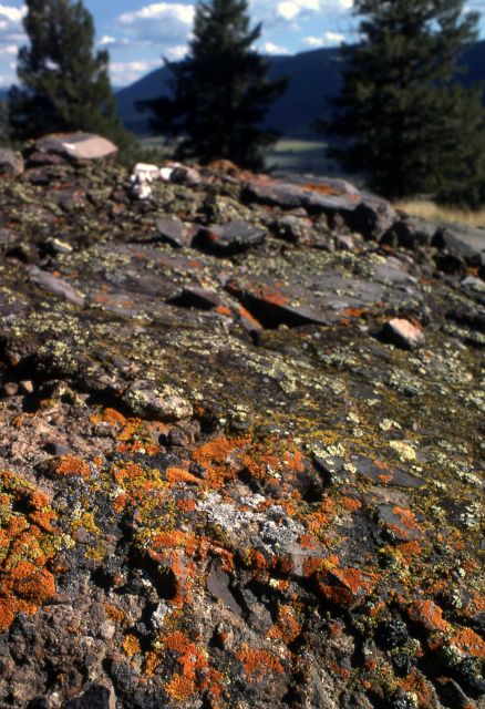 Lichen on rhyolite in the Lamar Valley Picture