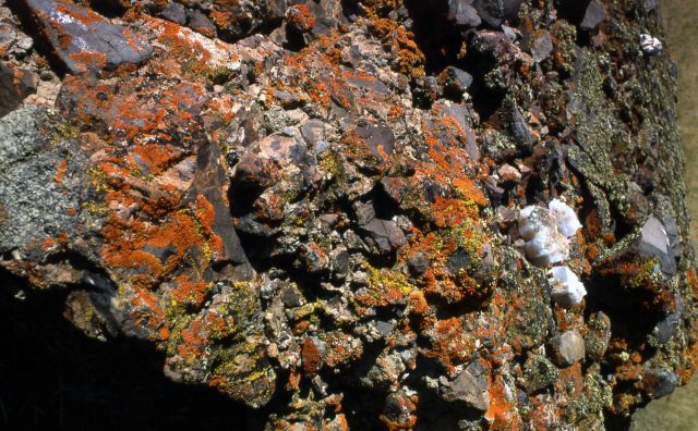Lichen on rhyolite boulder Picture