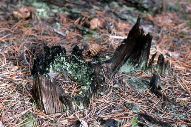 Lichen on burnt lodgepole Picture
