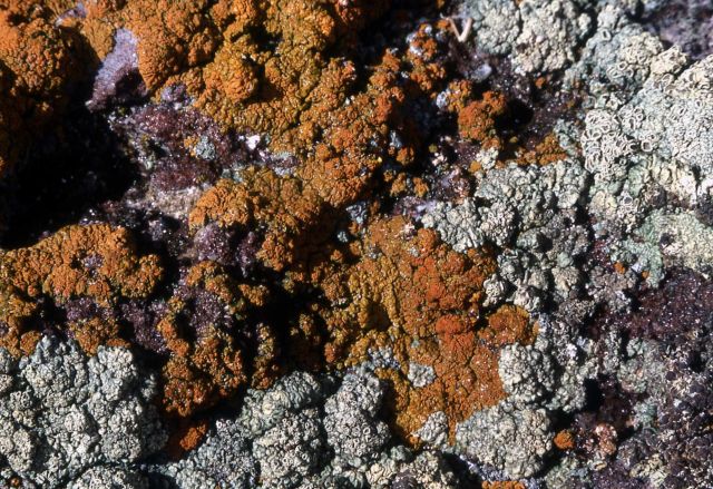 Lichen on rock Picture