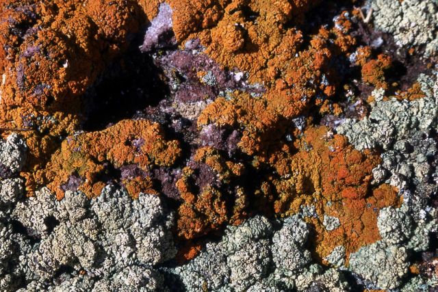 Lichen on rock Picture