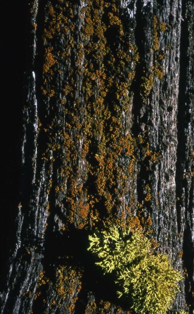 Log with Wolf Lichen Picture