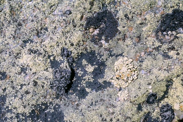 Lichen on a rock Picture