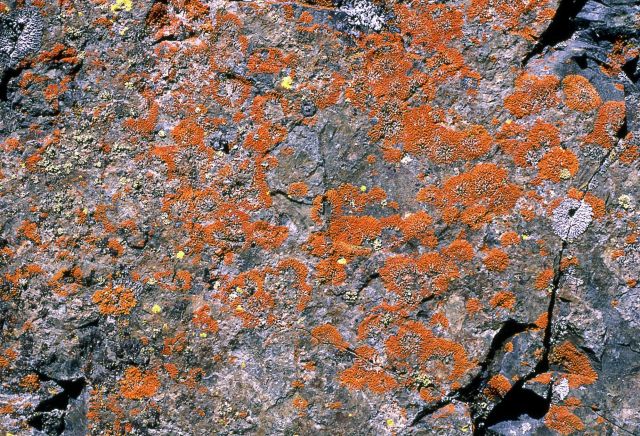 Lichen Picture