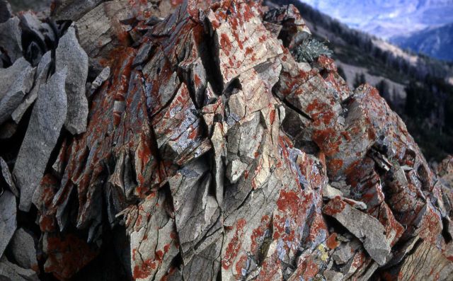 Lichen on rocks on Electric Peak Picture