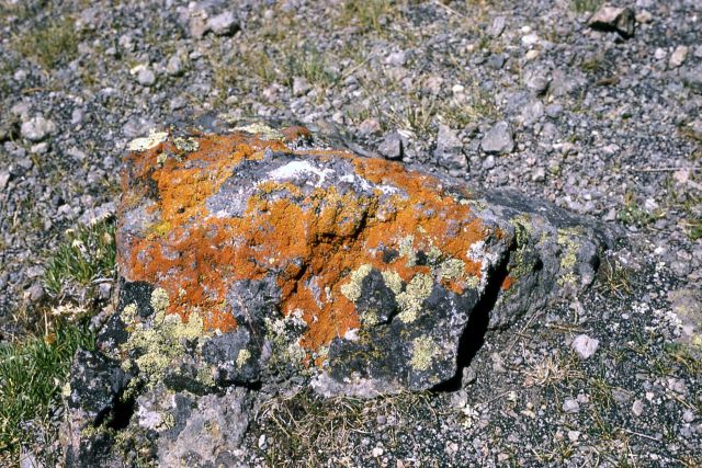 Lichen on a rock Picture