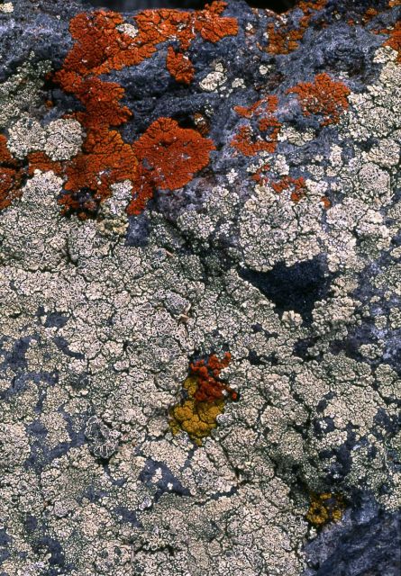 Orange Lichen Picture