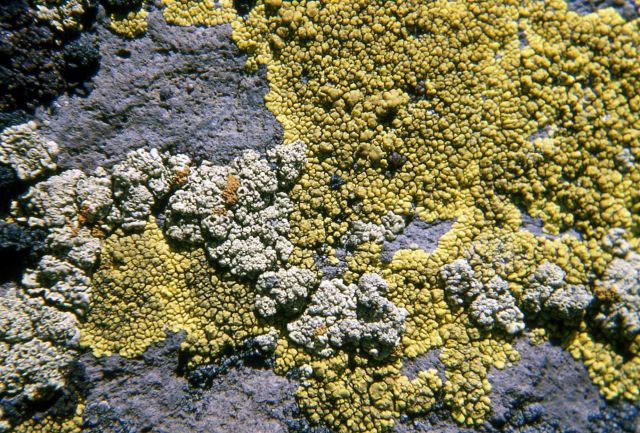Crustose Lichen on Mt Washburn Picture