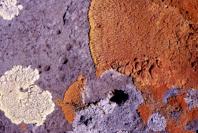 Lichen Picture