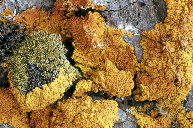 Lichen Picture