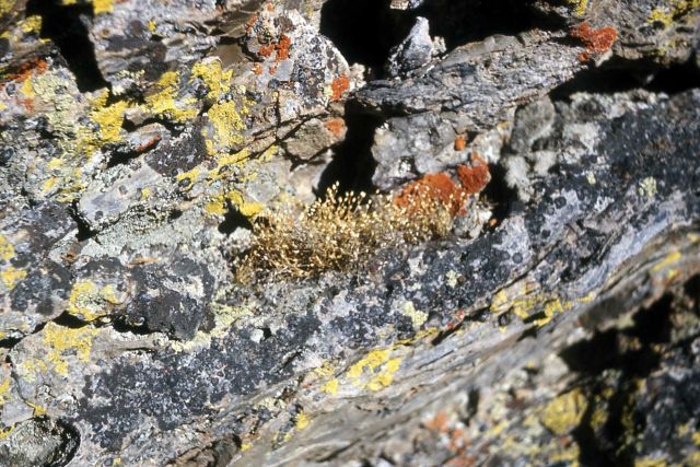 Lichen at Obsidian Cliff Picture