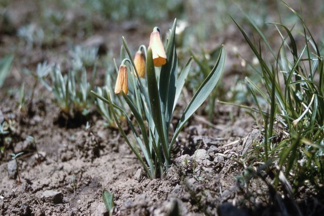 Yellow bell (Fritillaria pudica) Picture
