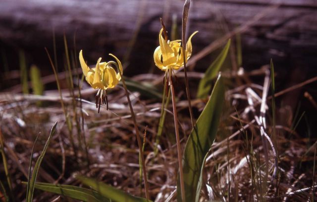 Glacier lily (Erythronium grandiflorum var. grandiflorum) Picture