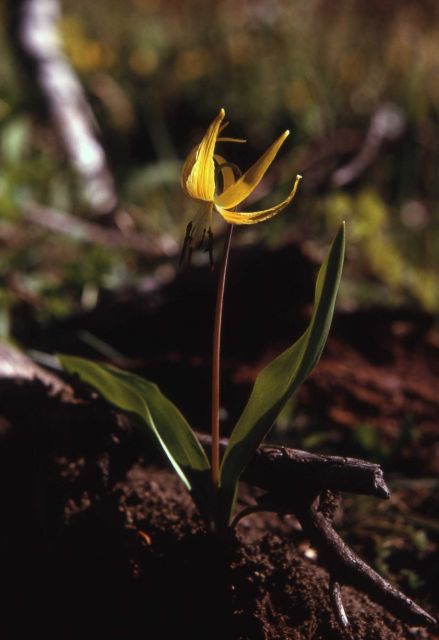Glacier Lily Picture