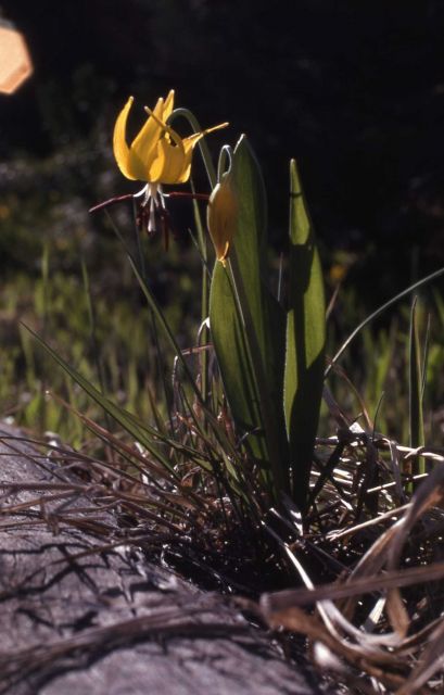 Glacier lily (Erythronium grandiflorum var. grandiflorum) Picture