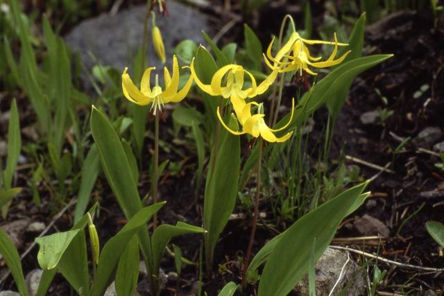 Cluster of glacier lilies (Erythronium grandiflorum var. grandiflorum) Picture