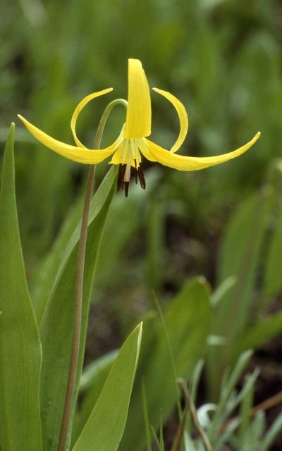 Close up view of a glacier lily (Erythronium grandiflorum var. grandiflorum) Picture
