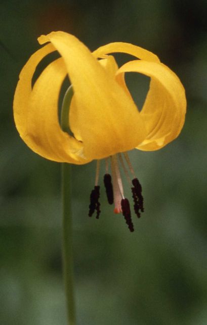 Close up view of a glacier lily (Erythronium grandiflorum var. grandiflorum) Picture