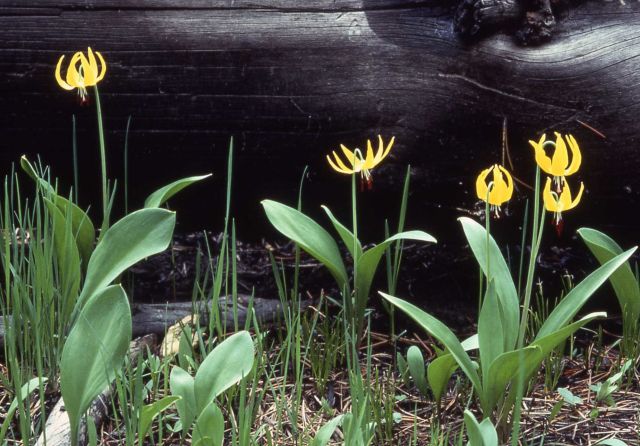 Group of glacier lilies (Erythronium grandiflorum var. grandiflorum) Picture