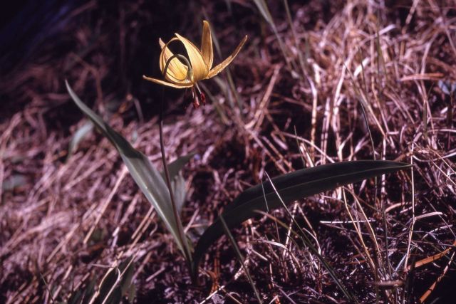 Glacier lily (Erythronium grandiflorum var. grandiflorum) Picture