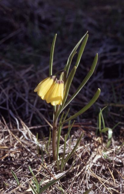 Yellow bell (Fritillaria pudica) Picture