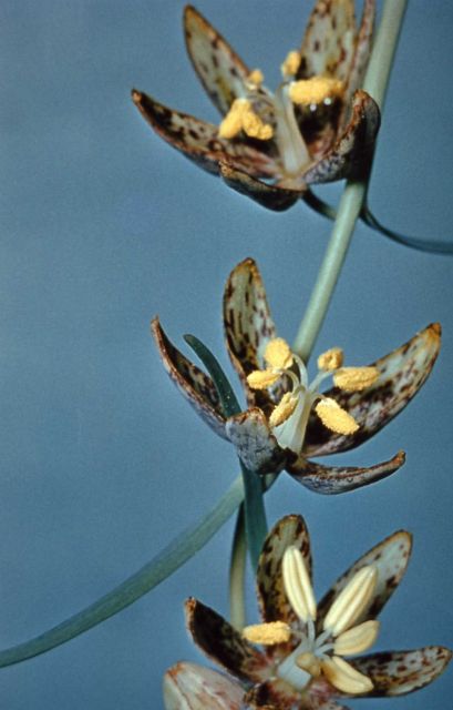 Checker lily (Fritillaria atropurpurea) Picture