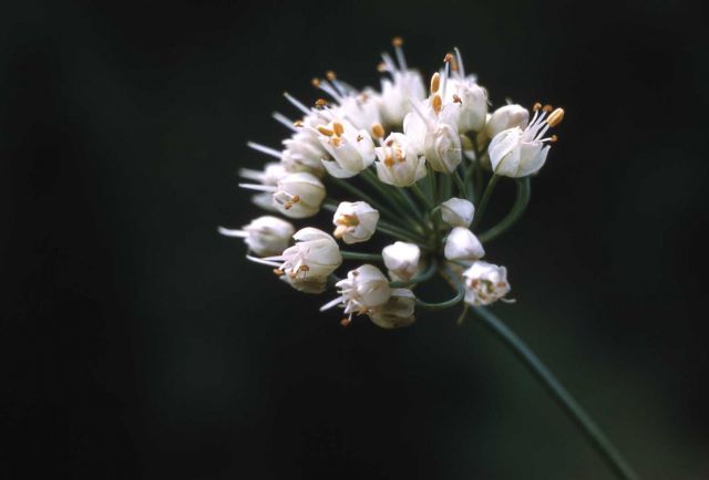 Nodding onion (Allium cernuum) Picture