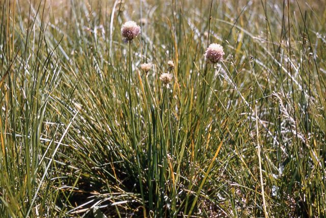 Chives (Allium schoenoprasum) Picture