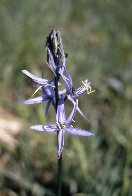 Common camas (Camassia quamash) Picture
