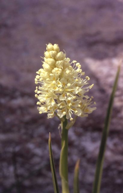 Meadow deathcamas (Zigadenus venenomus) Picture