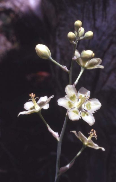 Mountain deathcamas (Zigadenus elegans) Picture