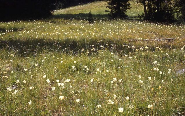 Purple-eye mariposa (Calochortus eurycarpus) Picture