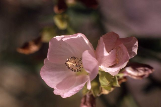 Globemallow (Iliamna rivularis) Picture