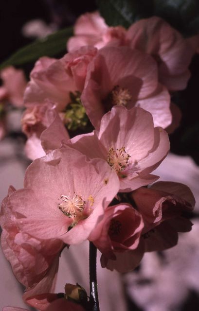 Globemallow (Iliamna rivularis) Picture