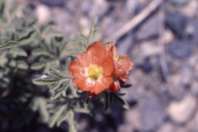 Close up of a scarlet globemallow (Sphaeralcea coccinea) Picture