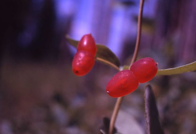 Utah honeysuckle (Lonicera utahensis) Picture