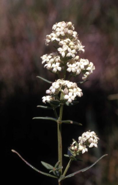 Northern bedstraw (Galium boreale) Picture