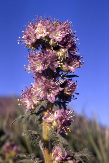 Franklin's phacelia (Phacelia franklinii) Picture
