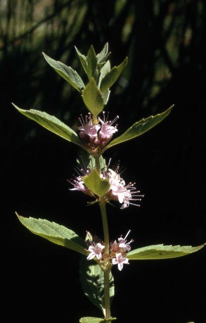 Field mint (Mentha arvensis) Picture