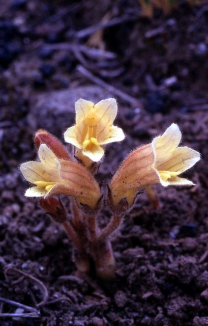 Clustered Broomrape (Orobanche fasciculata) Picture