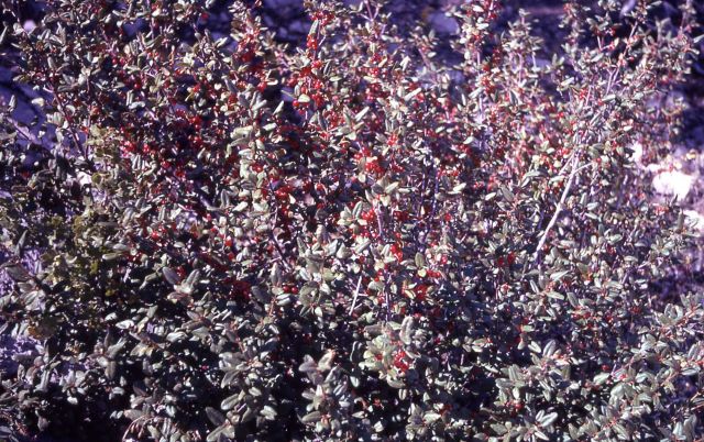 Buffaloberry (Shepherdia canadensis) Picture