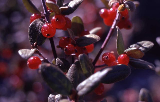 Buffaloberry (Shepherdia canadensis) Picture