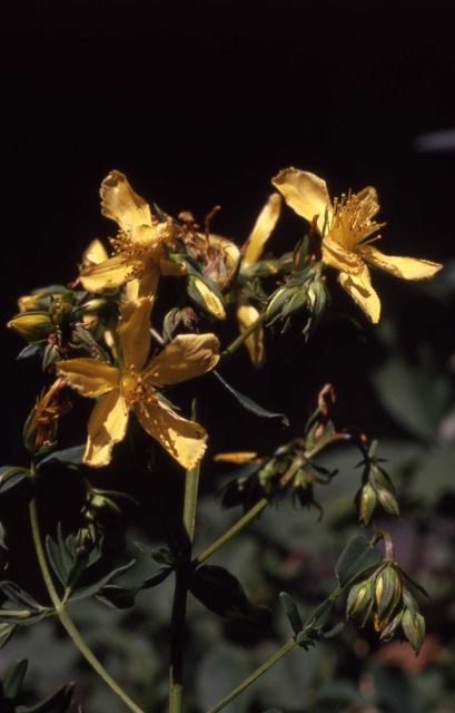 Common St. John's-wort (Hypericum perforatum) Picture