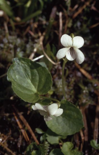 Small white violet (Viola macloskeyi var. pallens) Picture