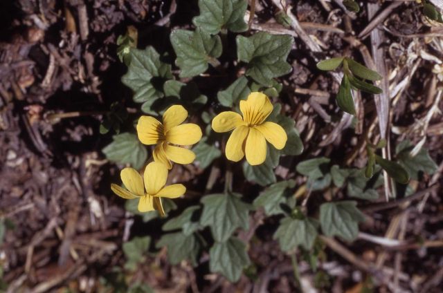 Goosefoot violet (Viola purpurea var. venosa) Picture